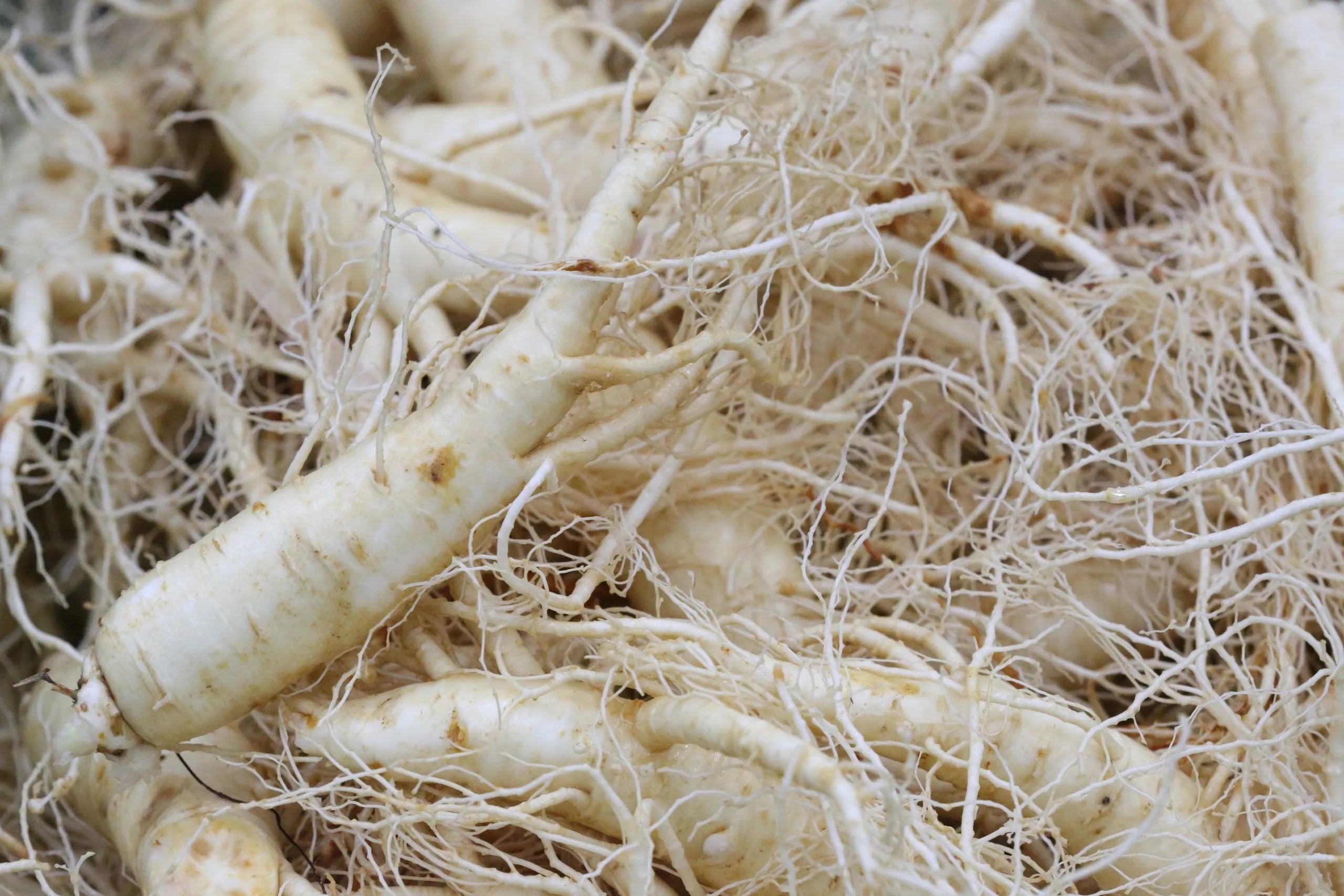 Health Benefits of White Ginseng